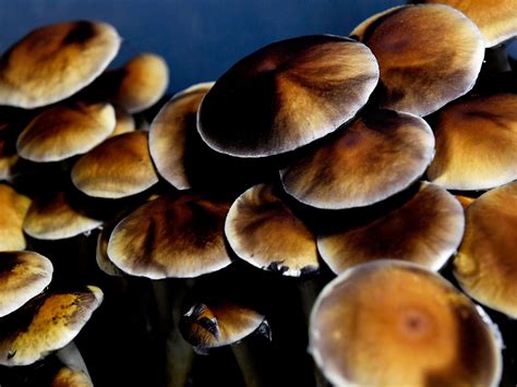 The Science Behind the Magic: How Black Magic Mushrooms Affect the Brain